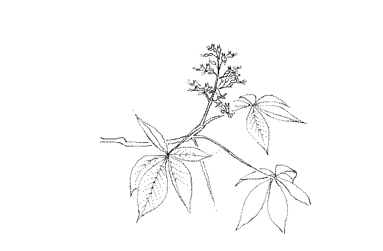 #1129 Aesculus Glabra