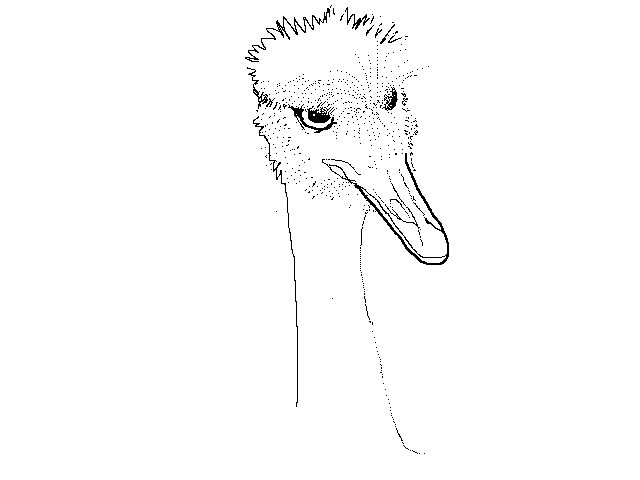 #1250 Darwin’s Rhea, Stuffed